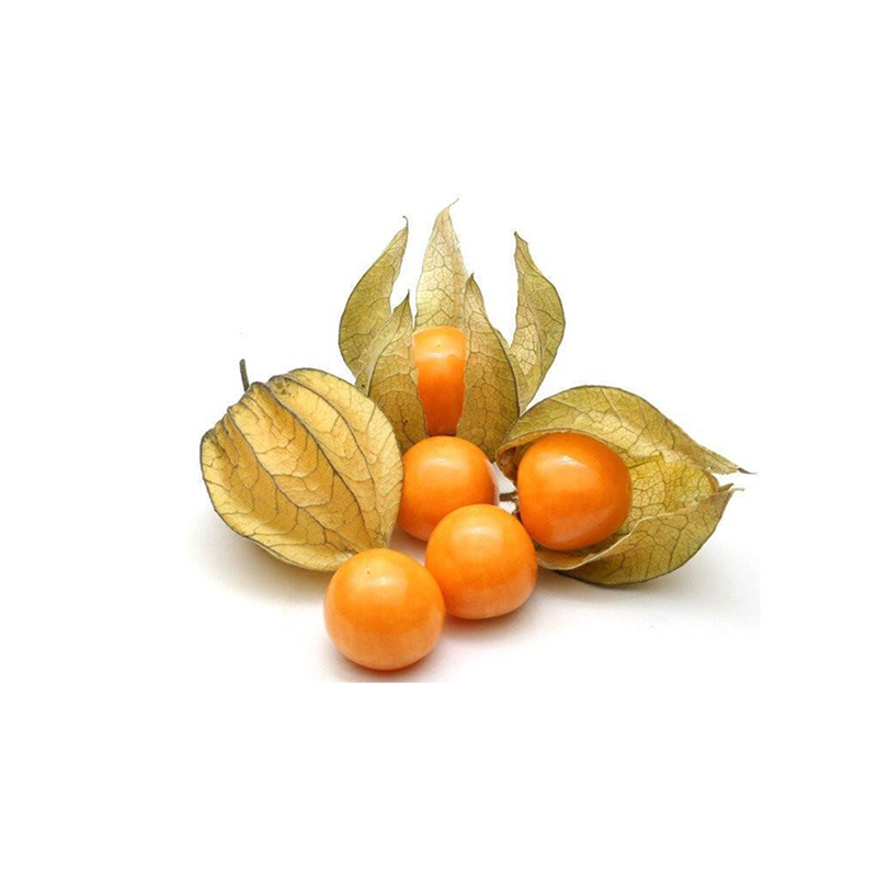 Physalis